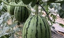 文县网红吃瓜,一场视觉与味蕾的盛宴