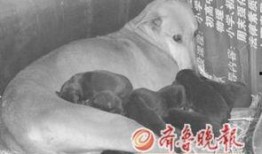 花母狗手机在线观看,温情治愈，宠物与人类的情感纽带